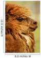 Profile Of A Camelid Wall Mural