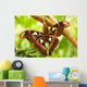 A Moth Wall Mural