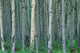 A Forest Of Trees Wall Mural