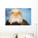 Portrait Of A Bald Eagle Wall Mural