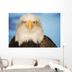 Portrait Of A Bald Eagle Wall Mural