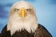 Portrait Of A Bald Eagle Wall Mural