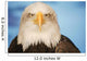 Portrait Of A Bald Eagle Wall Mural