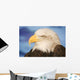 Profile Of A Bald Eagle Wall Mural