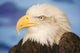 Profile Of A Bald Eagle Wall Mural