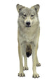 A Wolf Wall Decal