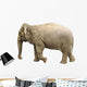 Elephant Wall Decal