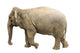 Elephant Wall Decal