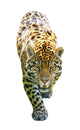 A Leopard On The Prowl Wall Decal