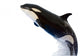 A Killer Whale Wall Decal