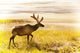 Elk Wanders On Yellow Landscape Wall Mural