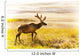 Elk Wanders On Yellow Landscape Wall Mural
