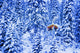 Small Lit Cabin In The Middle Of A Winter Forest Wall Mural