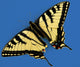 A Yellow And Black Swallowtail Butterfly Wall Mural