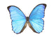 A Blue Butterfly Wall Decal