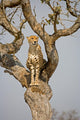Cheetah Sitting Tree South Wall Mural