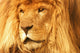 A Lion Wall Mural