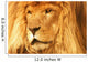A Lion Wall Mural