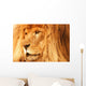 A Lion Wall Mural
