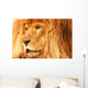 A Lion Wall Mural