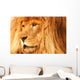 A Lion Wall Mural