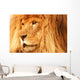 A Lion Wall Mural