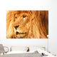 A Lion Wall Mural
