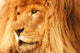 A Lion Wall Mural