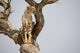 Cheetah Sitting Tree South Wall Mural