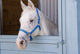 White Horse Wall Mural