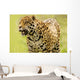 A Leopard Wall Mural