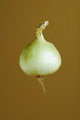 A Yellow Onion Wall Mural