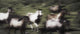 Wild Horses On The Move Wall Mural