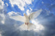 A Dove In The Sky Wall Mural
