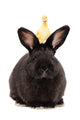 Black Rabbit with Duckling Wall Decal
