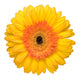 yellow daisy Wall Decal
