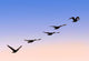 Flock Of Geese Wall Mural