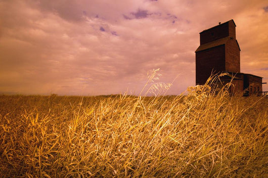 Grain Elevator And Crop Wall Mural