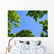 The Sky Through Trees Wall Mural
