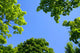 The Sky Through Trees Wall Mural