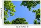 The Sky Through Trees Wall Mural