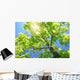 A Tall Tree Wall Mural