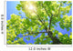 A Tall Tree Wall Mural