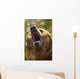 Bear With Open Mouth Wall Mural