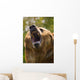 Bear With Open Mouth Wall Mural