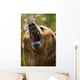 Bear With Open Mouth Wall Mural