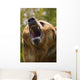 Bear With Open Mouth Wall Mural