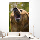 Bear With Open Mouth Wall Mural
