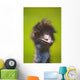 Ostrich Wall Mural