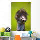Ostrich Wall Mural